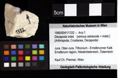 Foto (Objket + Etiketten) von Decapoda indet. 